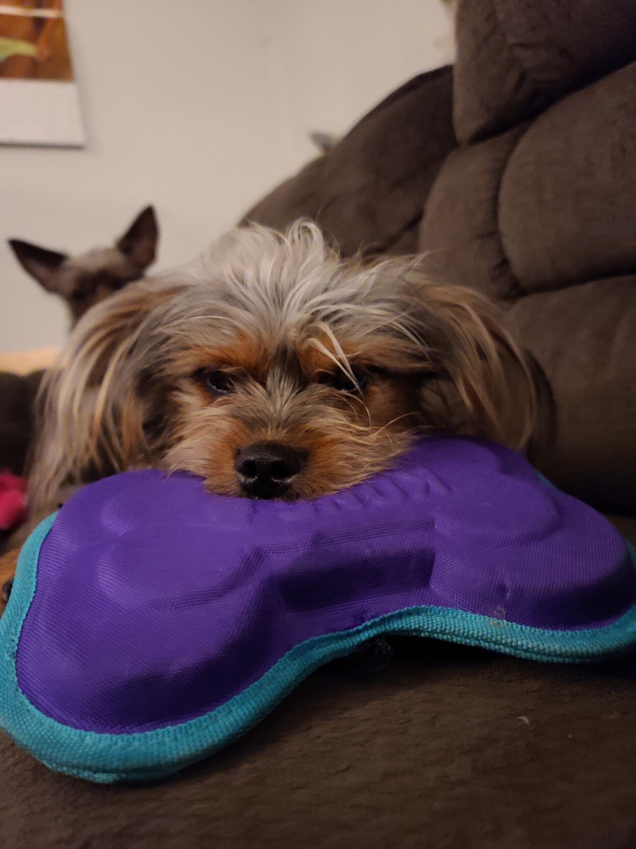 Dixie